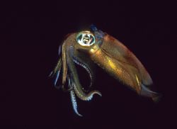 taken on a night dive in png by Victor Zucker 